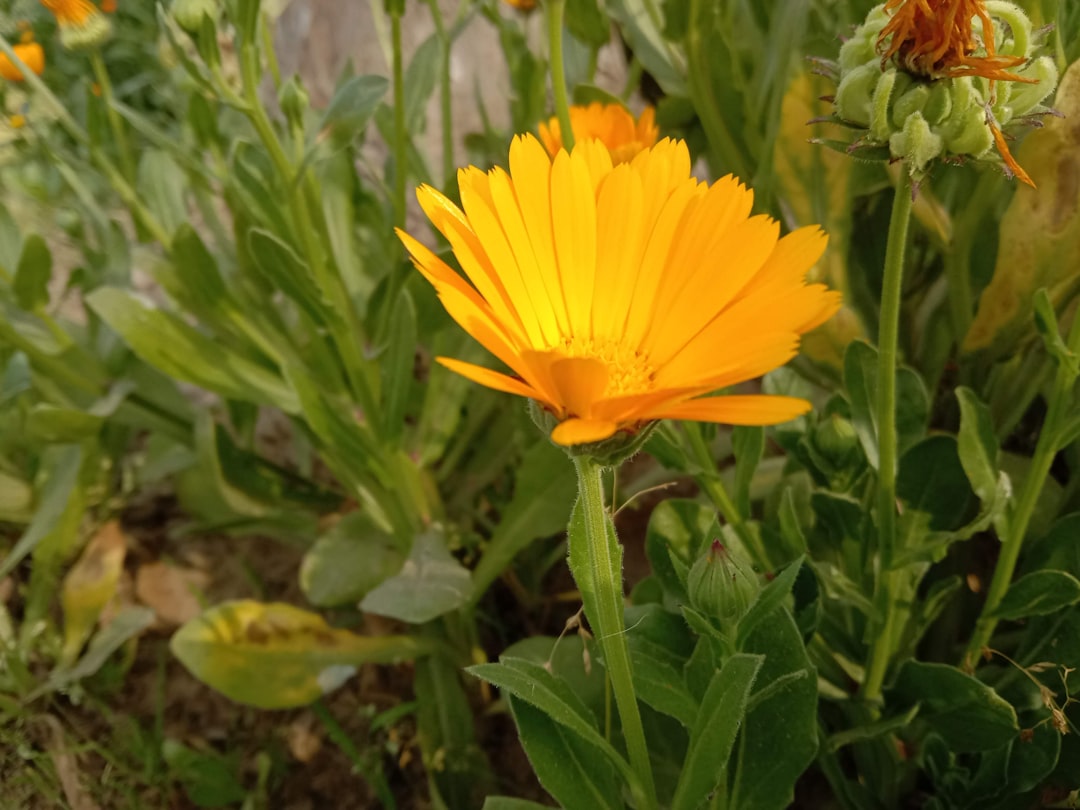 a-close-up-of-a-yellow-flower-in-a-field-nddsgw90sde